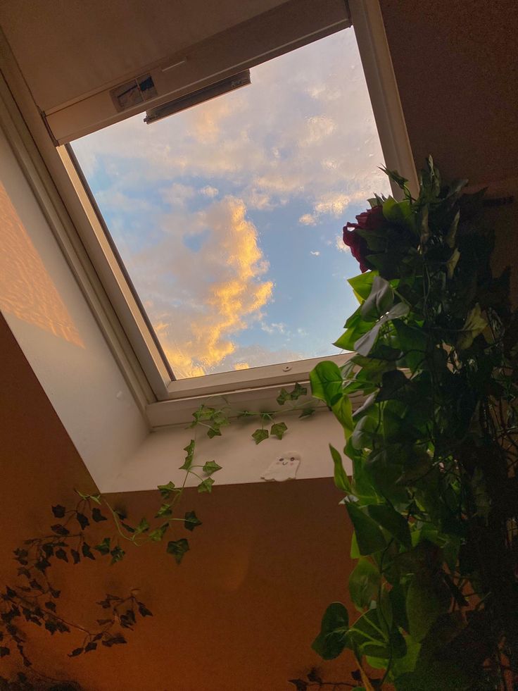 the sky is reflected in the window and leaves are growing on the wall next to it