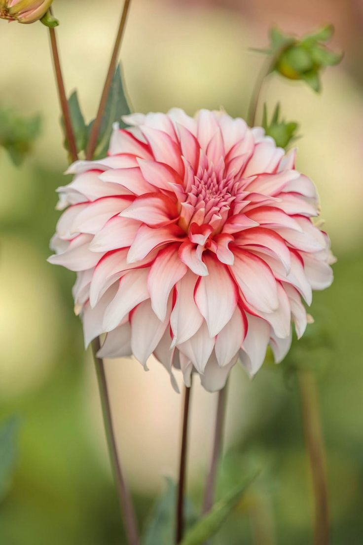 a pink and white flower with green leaves