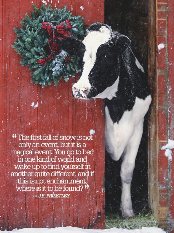 a black and white cow standing next to a red barn with a wreath on it