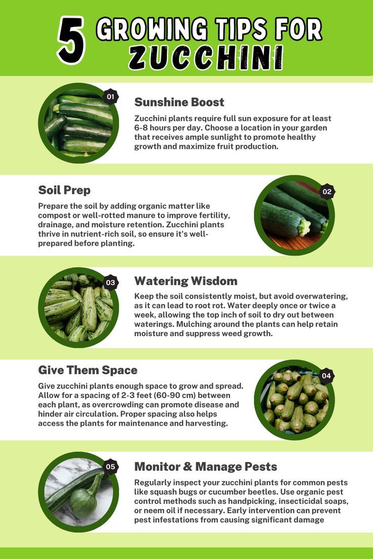 5 Growing Tips for Zucchini. Discover essential tips for successful zucchini cultivation, including selecting a sunny location, providing well-drained soil, proper spacing, consistent watering, and pest prevention. Learn how to optimize zucchini growth and achieve a bountiful harvest with these valuable tips. Zucchini Planting, Zucchini Growing, Raised Garden Beds Diy Vegetables, Growing Zucchini, Zucchini Plants, Garden Hacks Diy, Companion Gardening, Squash Bugs, Garden Companion Planting