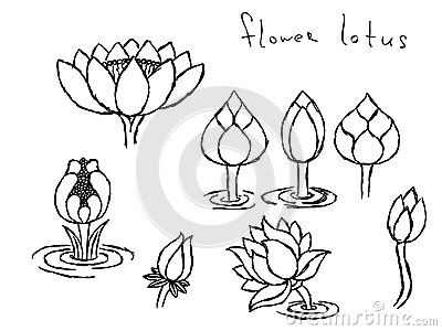 hand drawn flowers and leaves in black ink on white paper, with the words flower lotus