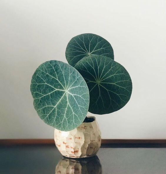 two green leaves in a white vase on a table