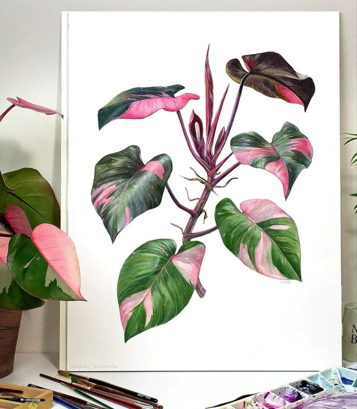 a pink and green plant sitting on top of a table next to a potted plant