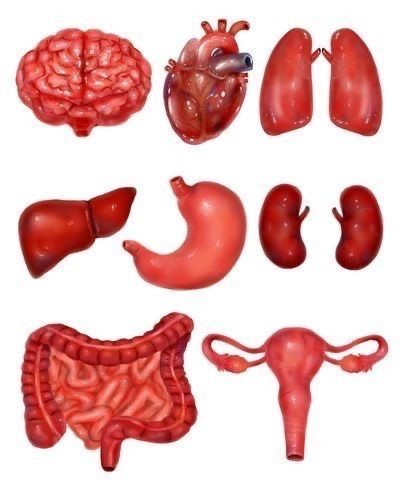 the human body and its organs are shown in this image, including the heart, lungs, livers, and stomachs