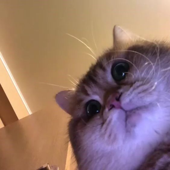 a close up of a cat on a table looking at the camera with one eye open