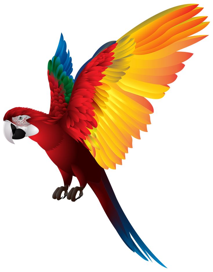 a colorful parrot flying through the air with its wings spread