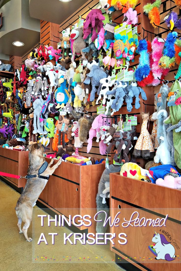 there is a dog that is looking at stuffed animals