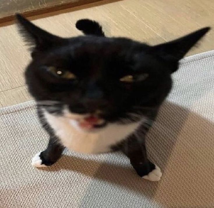 a black and white cat sitting on the floor