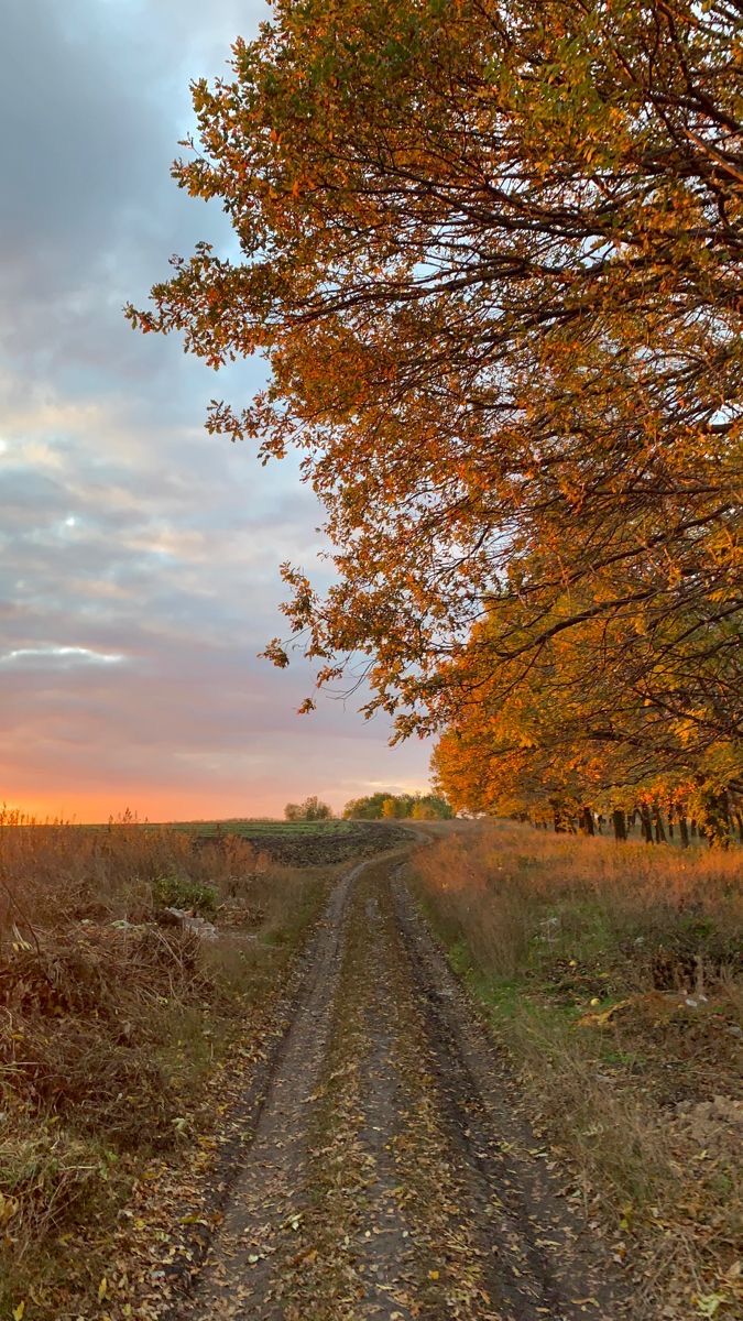 a dirt road in the middle of an open field with trees and grass on both sides