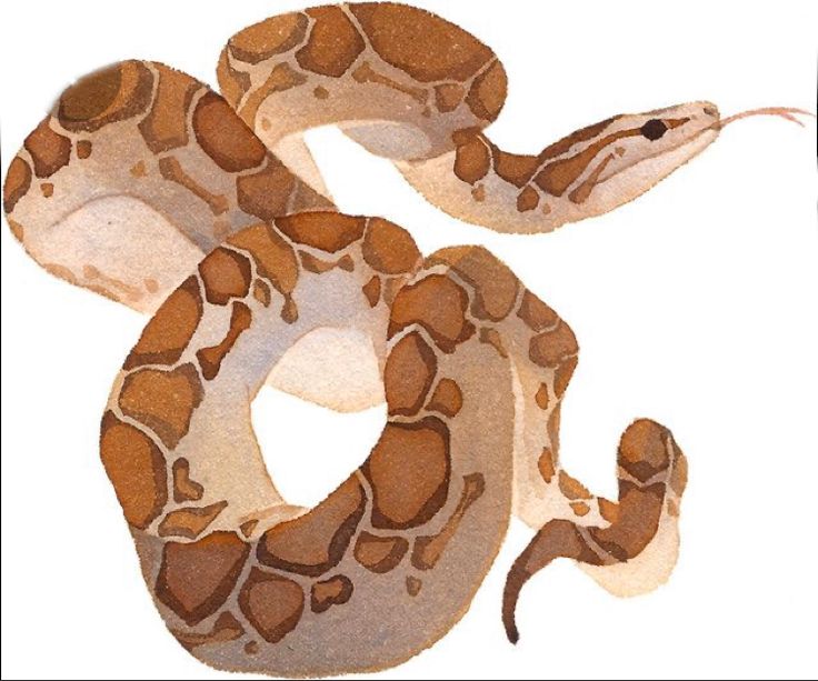 a brown and white snake on a white background