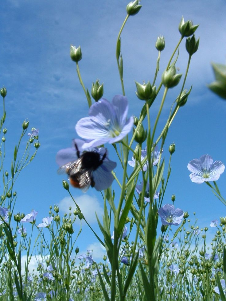 a blue flower with a bee on it in the middle of some grass and flowers