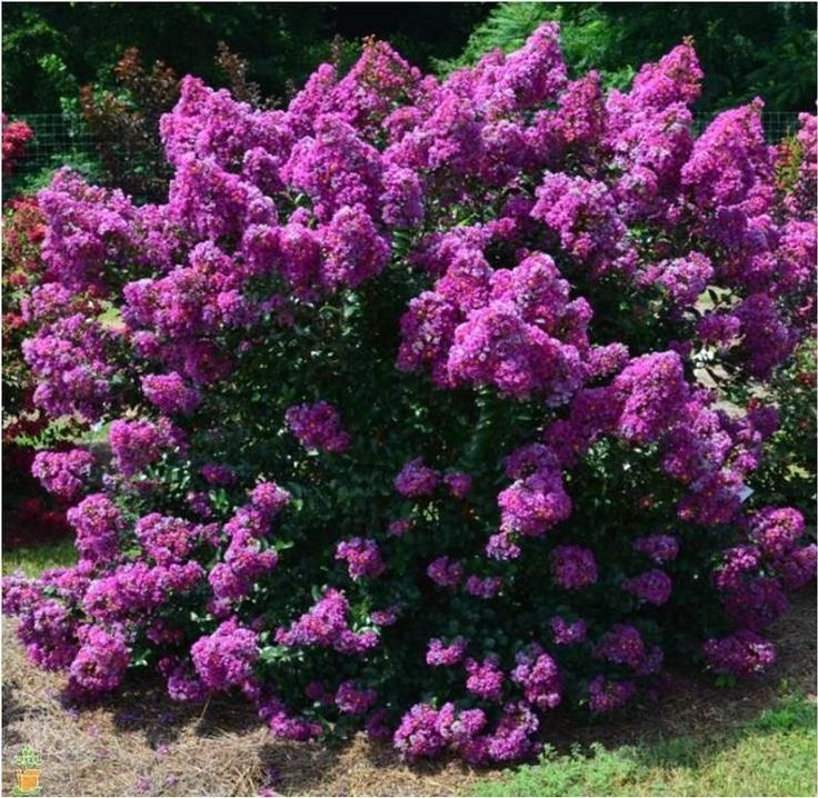 purple flowers are blooming in the garden, and it's hard to tell what color they are