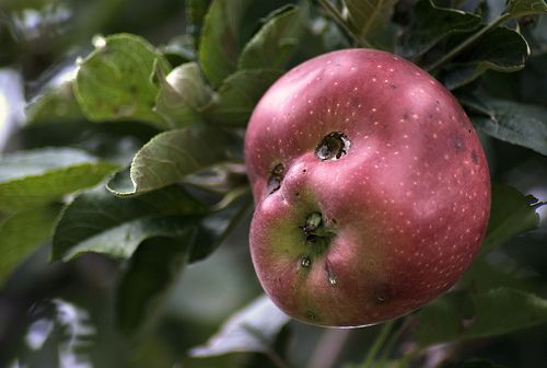 an apple hanging from a tree with green leaves