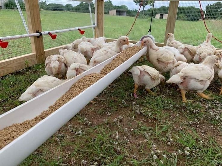 several chickens are eating out of their troughs