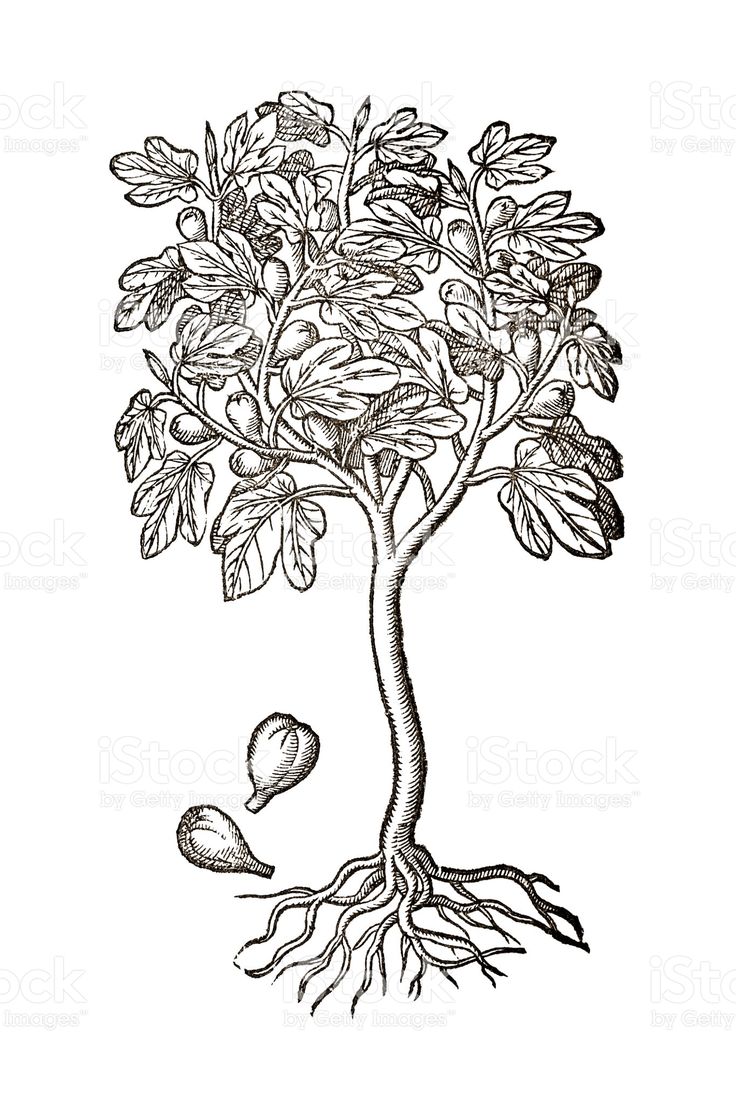 a drawing of a tree with roots and leaves