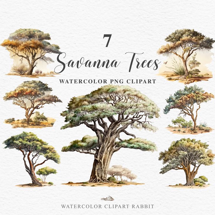 seven savannah trees watercolor png clipart example for the 7 different types of trees