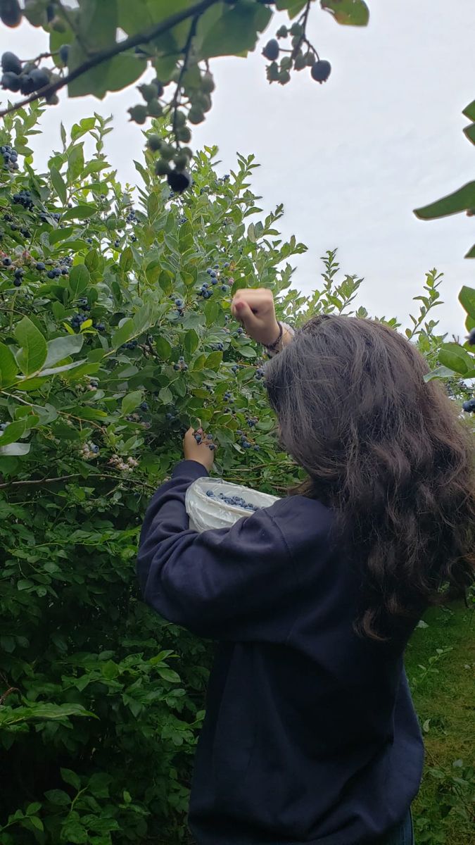 a woman picking berries from a tree