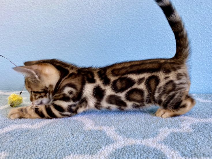 Bengal Cat Breeders Md