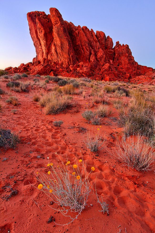 the desert is covered in red rocks and plants with yellow flowers growing out of them