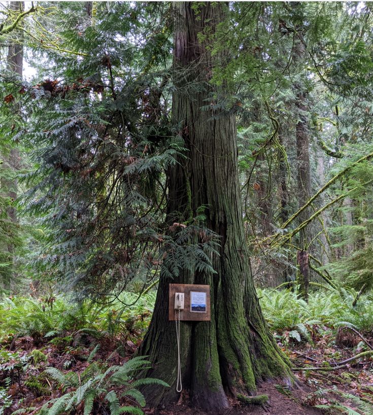 a tree in the middle of a forest with a sign on it's trunk