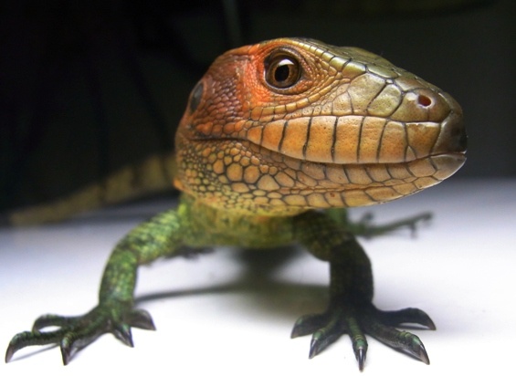 a close up of a lizard on a white surface