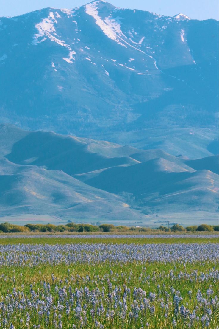 a field with flowers and mountains in the background