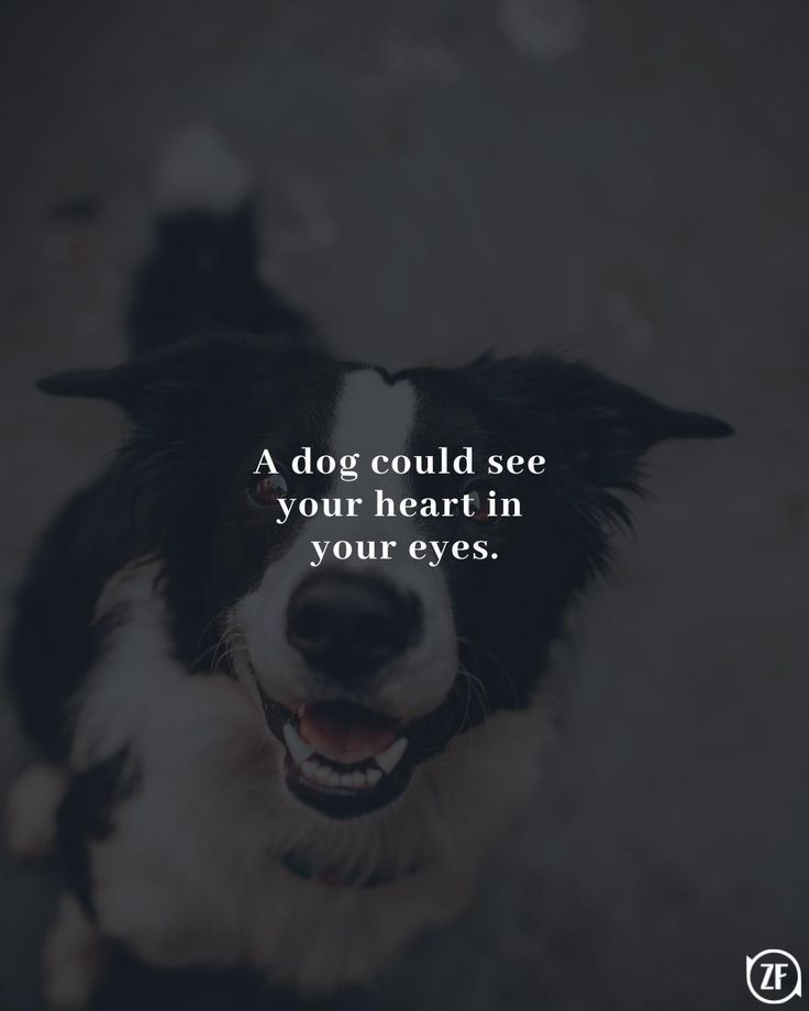 a black and white dog with the words a dog could see your heart in your eyes