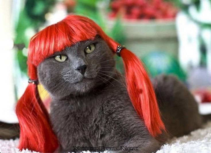 a black cat with red hair sitting on top of a table