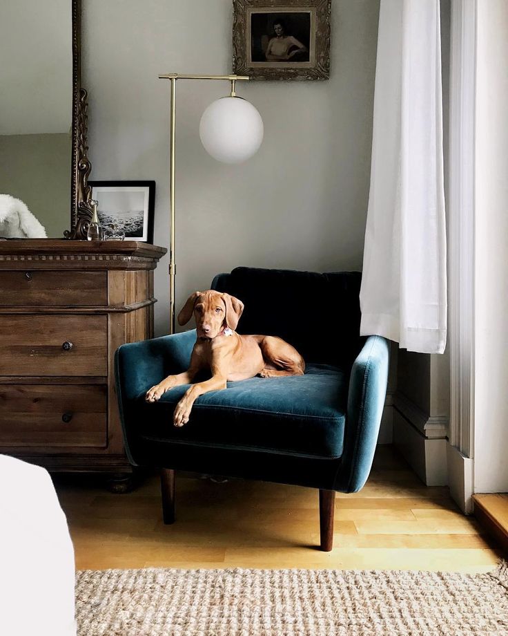 a brown dog sitting on top of a blue chair in front of a dresser and mirror