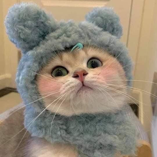 a cat wearing a knitted hat and scarf with ears on it's head