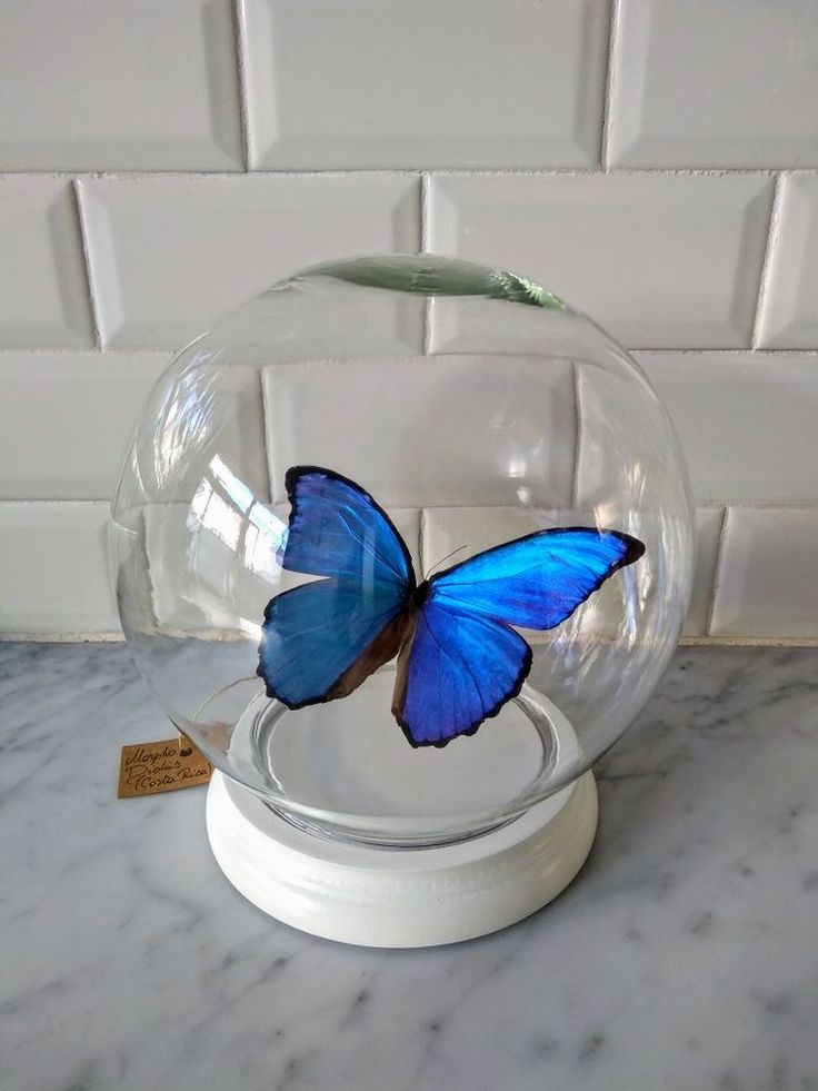 a blue butterfly in a glass ball on a marble counter top with white tiles behind it