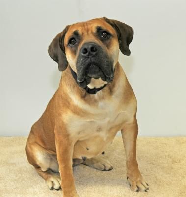 a large brown dog sitting on top of a carpet