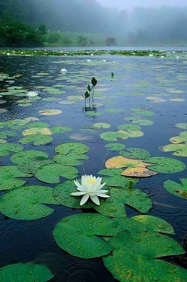 a white flower floating on top of a lake filled with lily pads