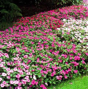 pink and white flowers are growing in the grass