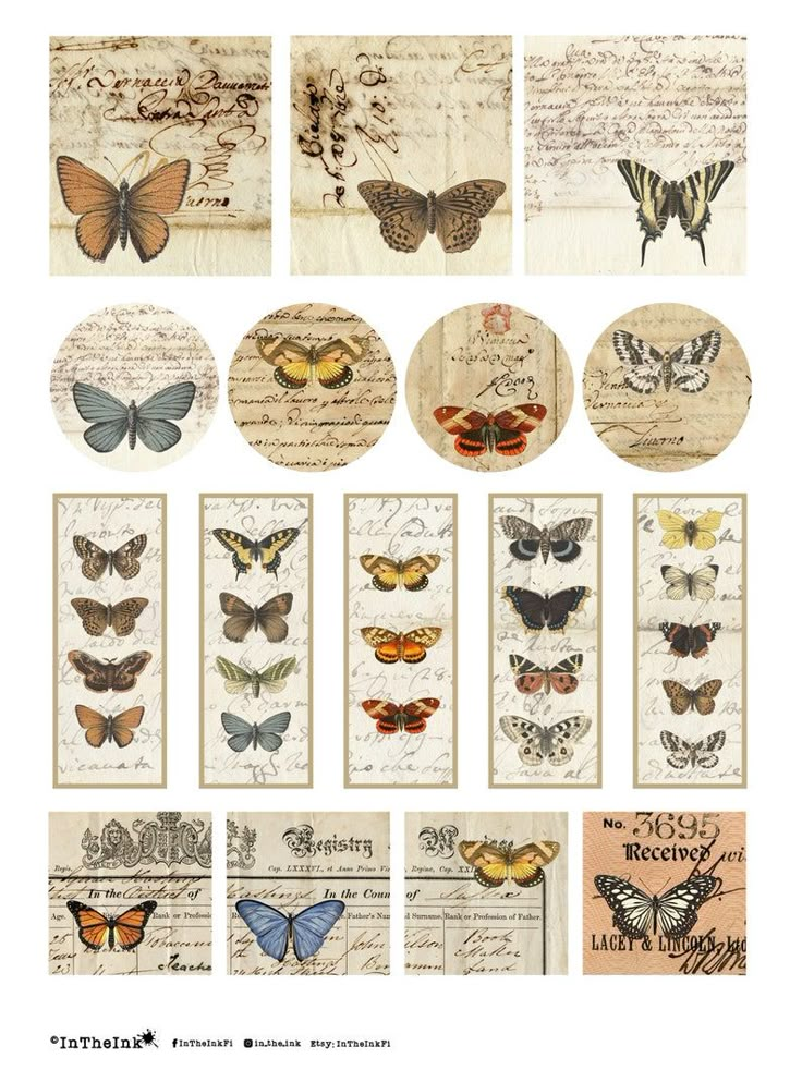 butterflies are shown on old paper and have been altered to look like they're from the