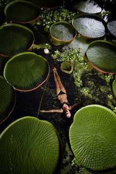 a person laying on the ground surrounded by water lilies