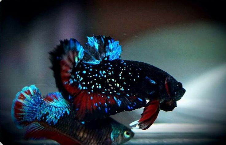 two siamese fish with blue, red and black colors are swimming in an aquarium