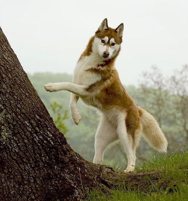 a brown and white dog standing on its hind legs next to a tree