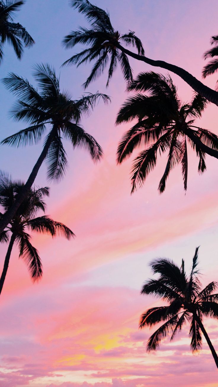 some palm trees are silhouetted against a colorful sky at sunset in the tropical island