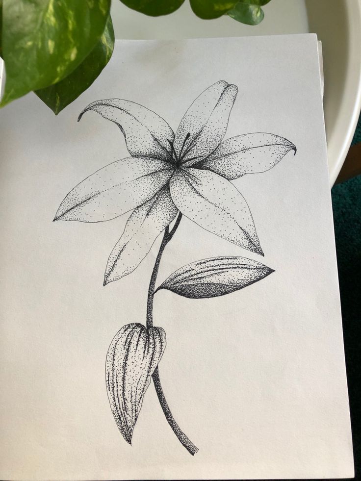 a drawing of a flower is shown on a piece of paper next to a potted plant