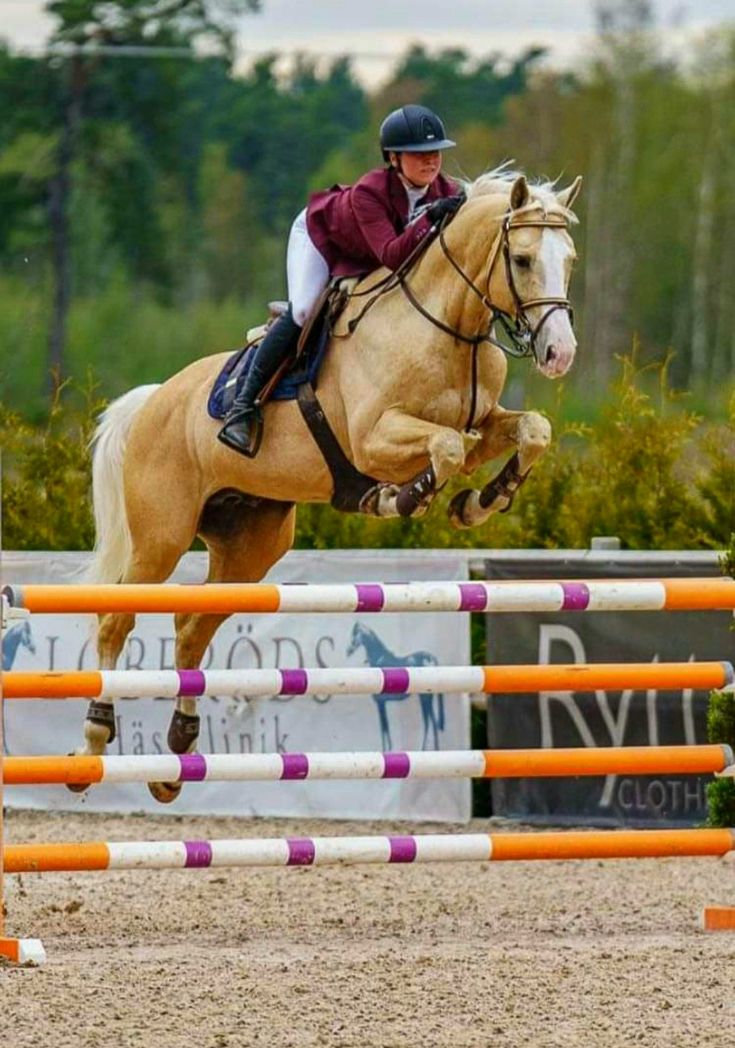 a person on a horse jumping over an orange and white fence in front of trees