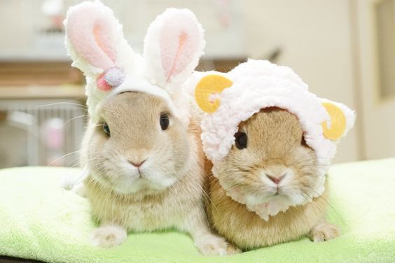 two rabbits wearing bunny ears sitting on a blanket