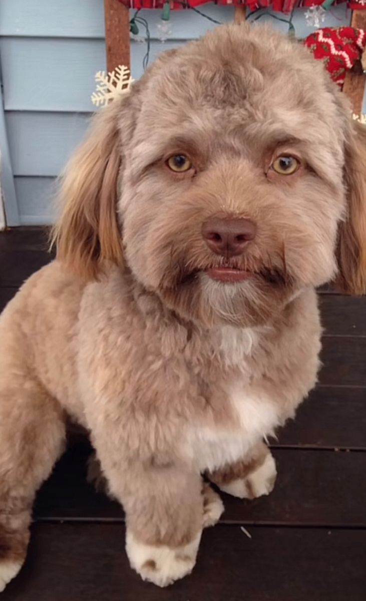 a brown dog sitting on top of a wooden floor