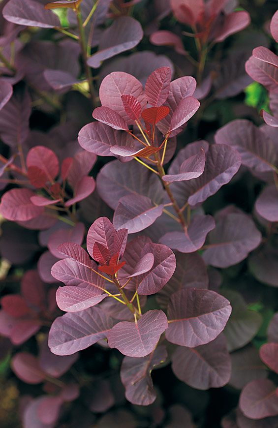 purple flowers with green leaves in the foreground and on the right side of the frame