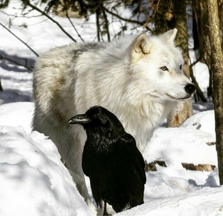 a wolf and a crow standing in the snow