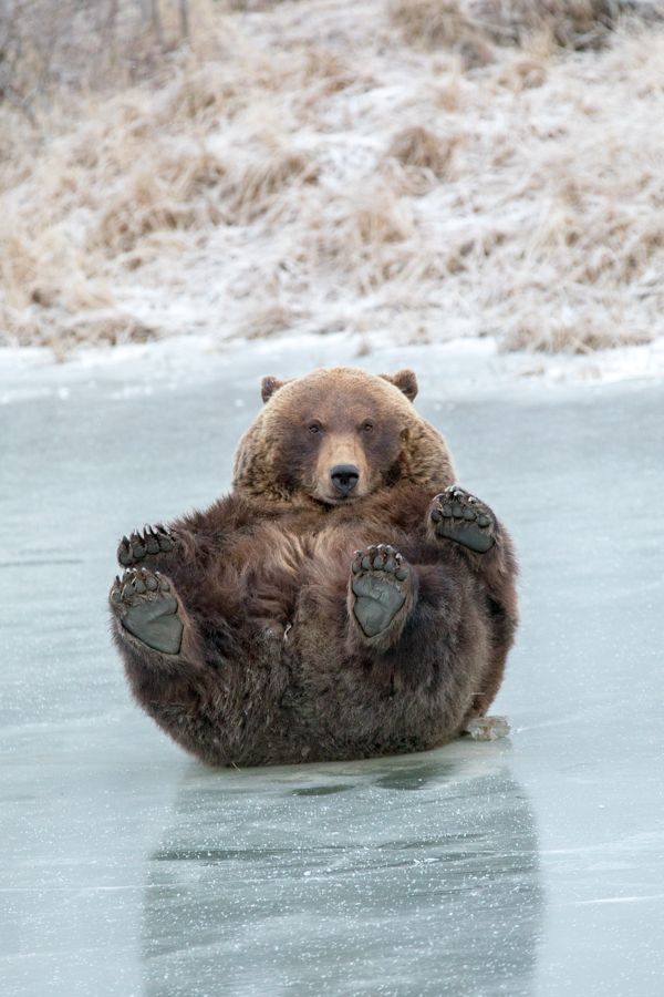 a brown bear sitting on its hind legs in the water