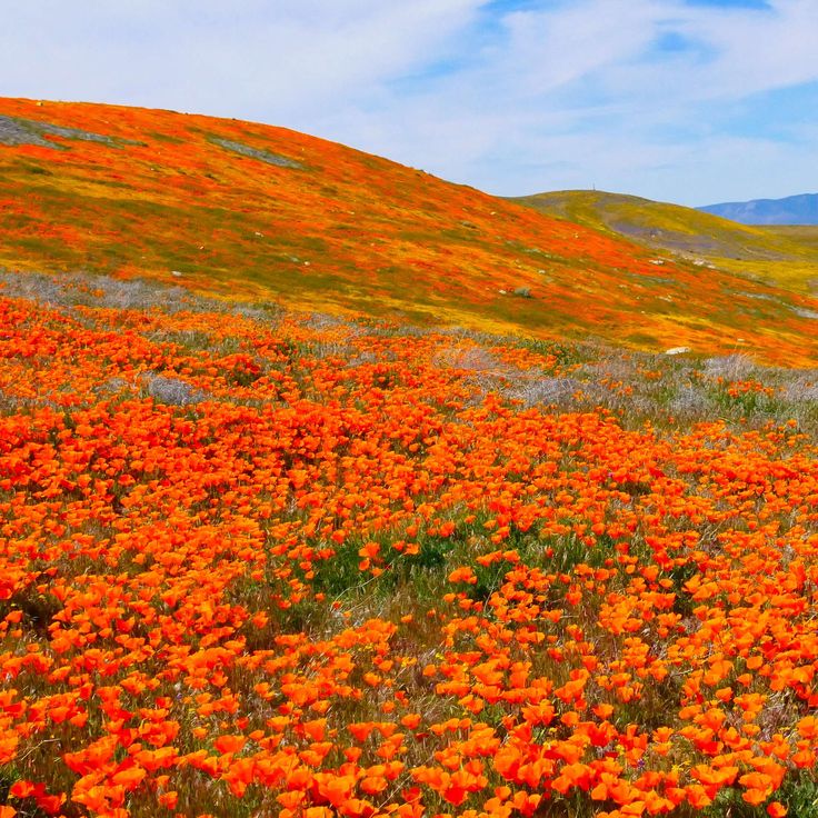 an orange flower field with mountains in the background