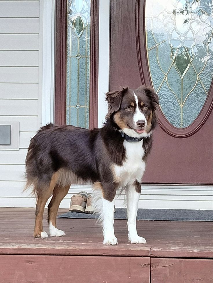 a brown and white dog standing in front of a door