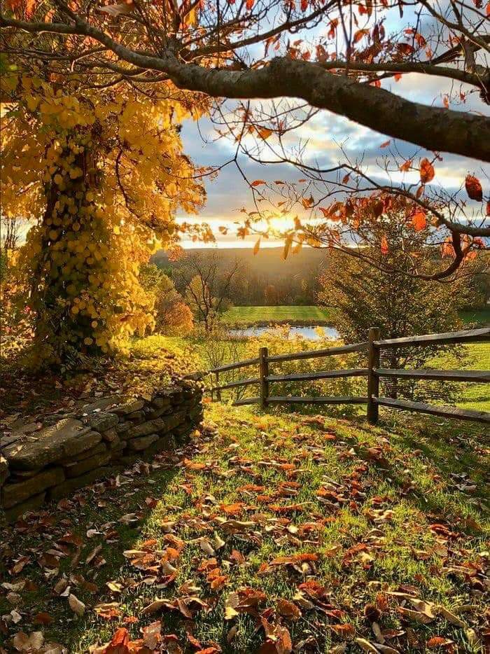 an autumn scene with leaves on the ground and trees in the foreground, near a fence