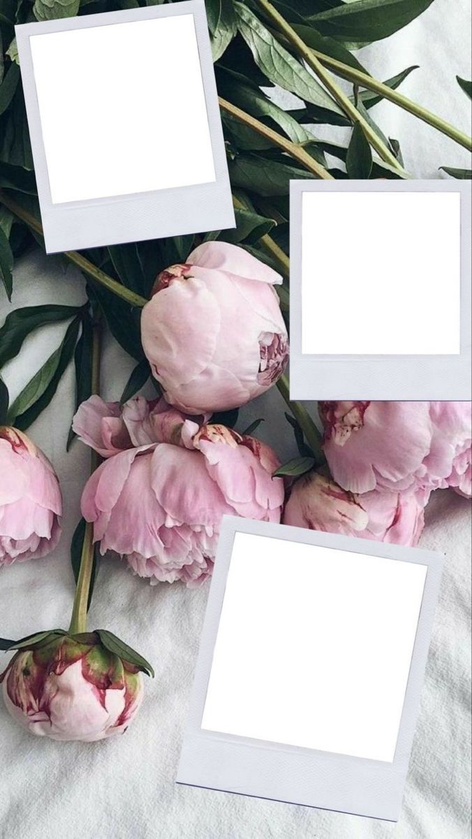 pink flowers and three empty frames on a white sheet